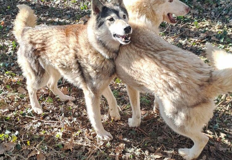 2025 ÉTÉ ACTIF Cani Rando Soudat