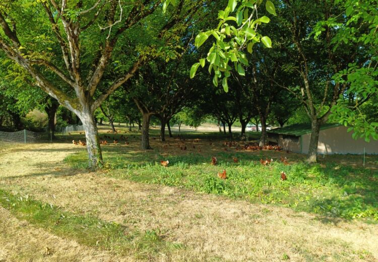 2026 Les cocottes d'Antoine - Grand Brassac (1)