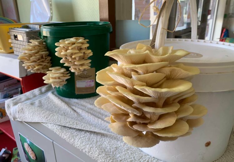 La Carrière aux Champignons