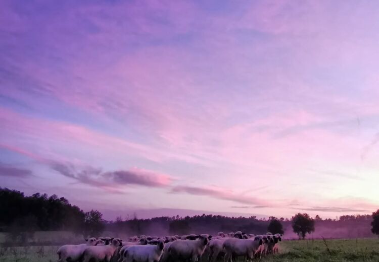 Les Moutons de Fernand