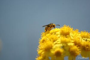 Abeilles sauvages © Thomas Pelerin