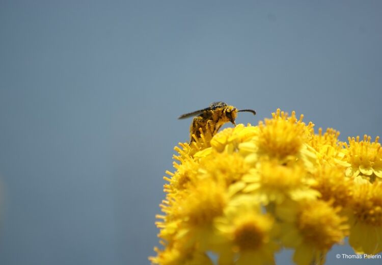 Abeilles sauvages © Thomas Pelerin
