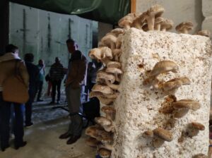 Carrières aux Champignons (63)