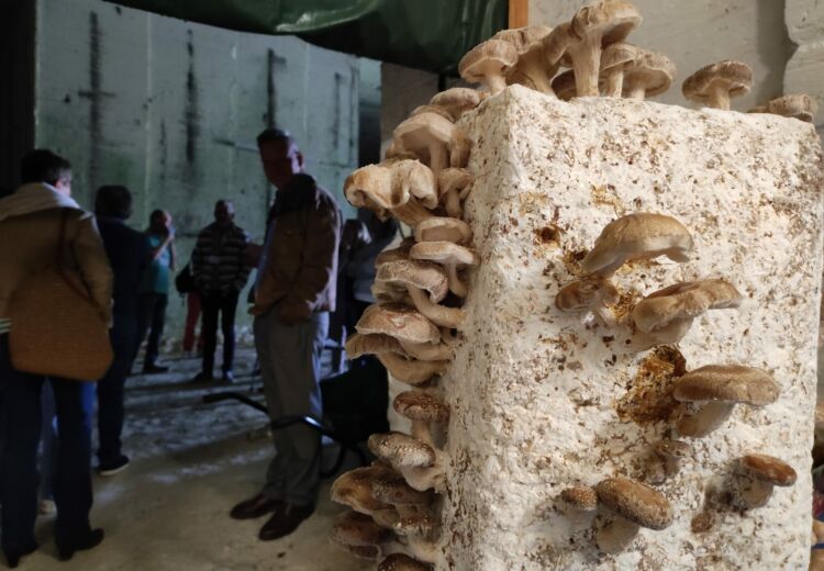 Carrières aux Champignons (63)