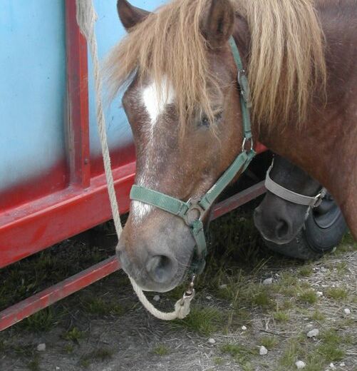 Centre equestre-Point vert