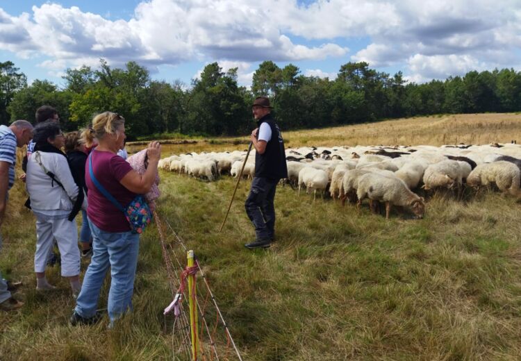 Didier Pernet Paturage Itinérant (2)