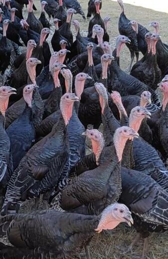 Dindons ferme avicole des grands champs