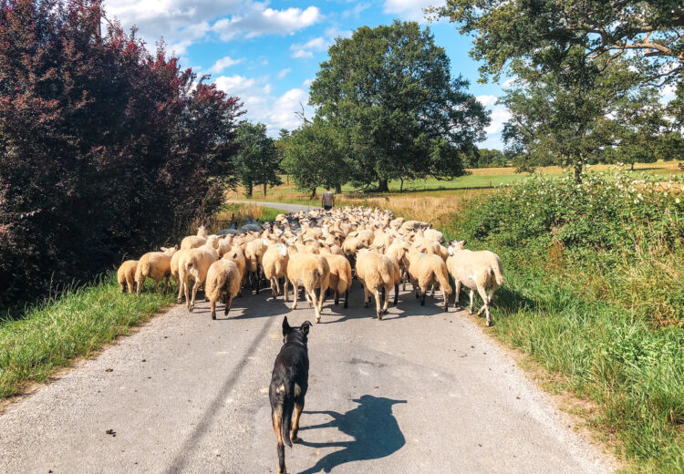 Ferme cinsi balade