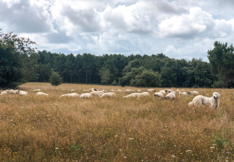 Ferme cinsi troupeau