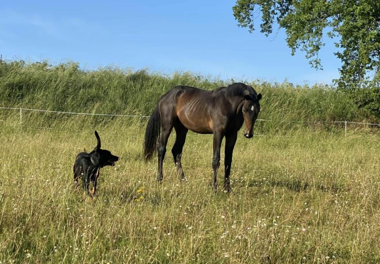 Haras du mas