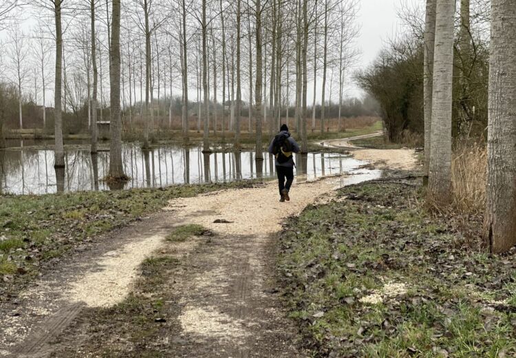 Hérons dans le Champs