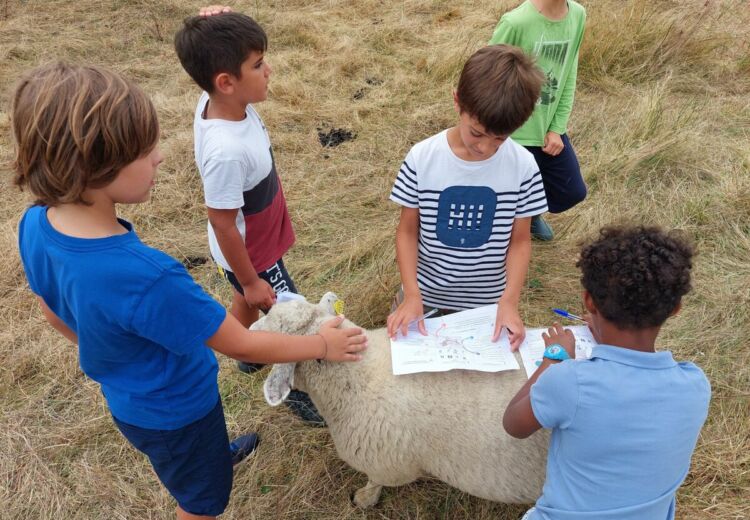 Jeu enfants ferme cinsi