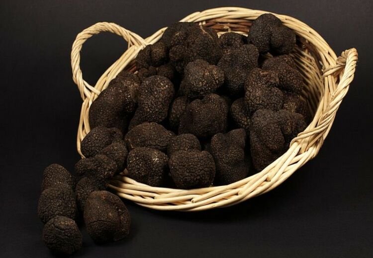 L'Or des AngesTruffes