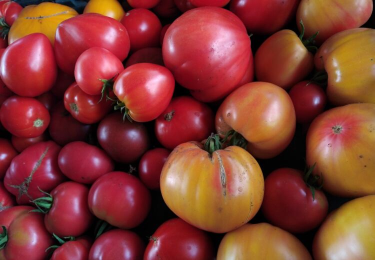 Tomates