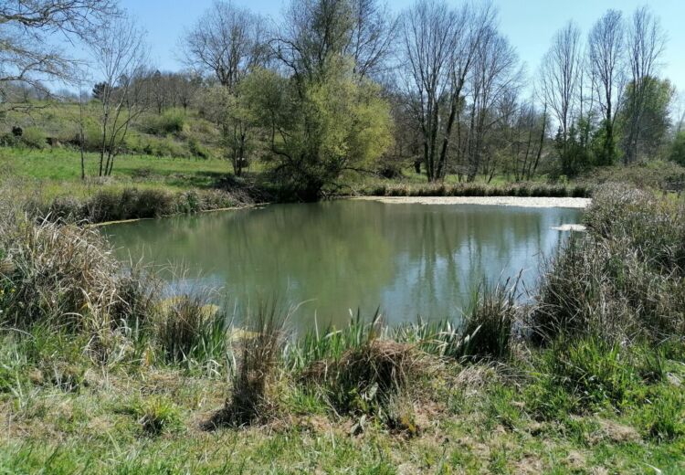 Zone Humide du Lavoir du Gau