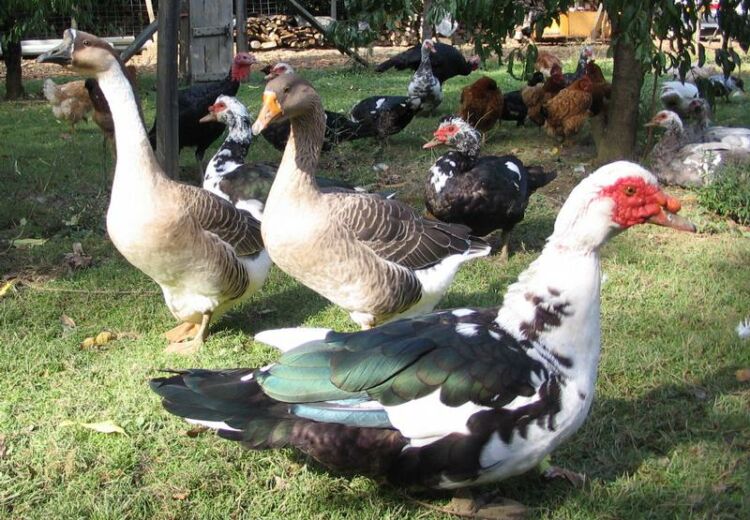 canards gras