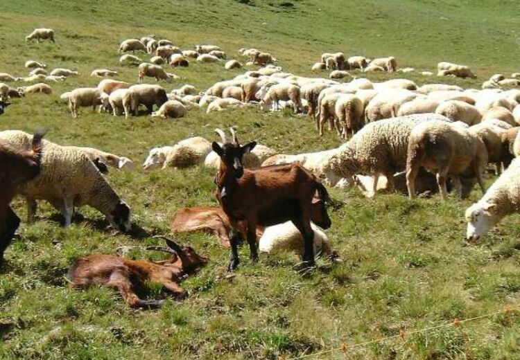 chèvres et moutons