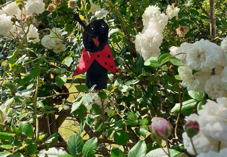 Une belle coccinelle dans le jardin