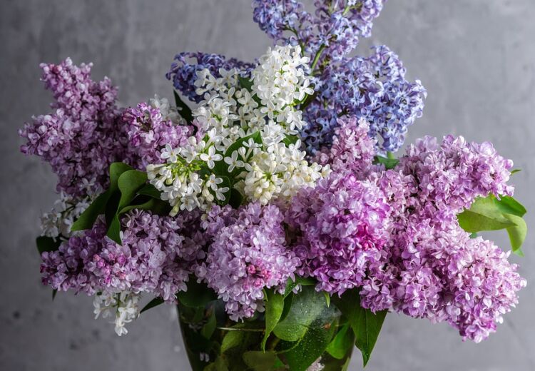 lilacs-1914124_1280