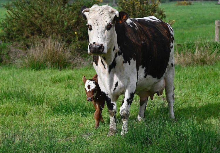 norman-cow-7973959_1280