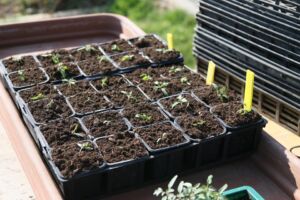 plants