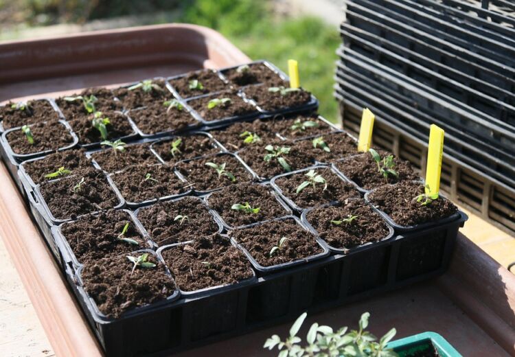 plants