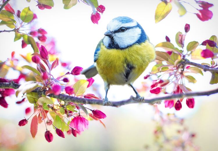 spring-bird-2295434_1280